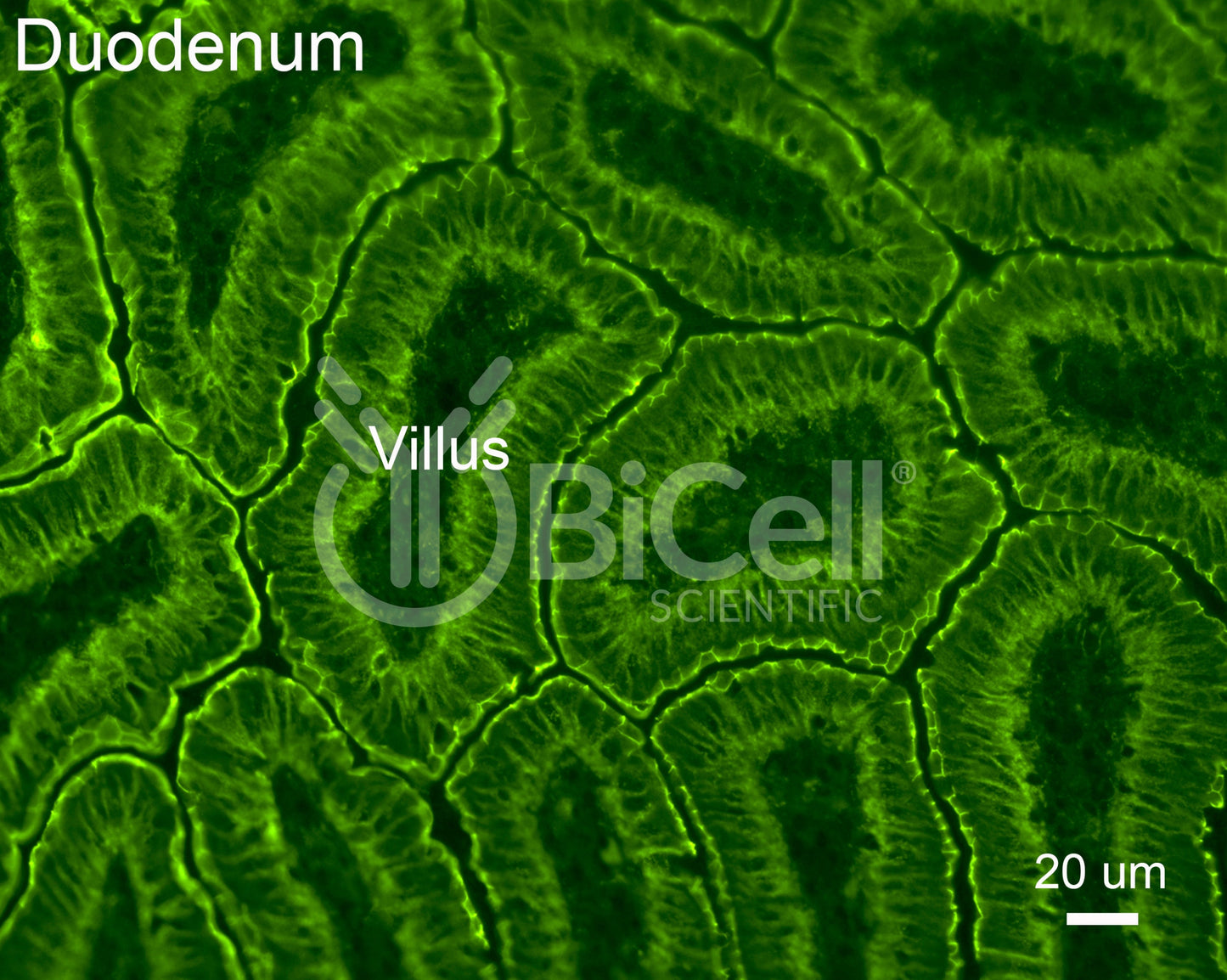 E-cadherin (Cdh1 or CD324) Antibody