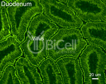 E-cadherin (Cdh1 or CD324) Antibody