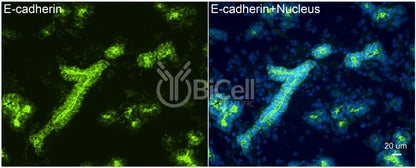 E-cadherin (Cdh1 or CD324) Antibody - Western Blot Validated