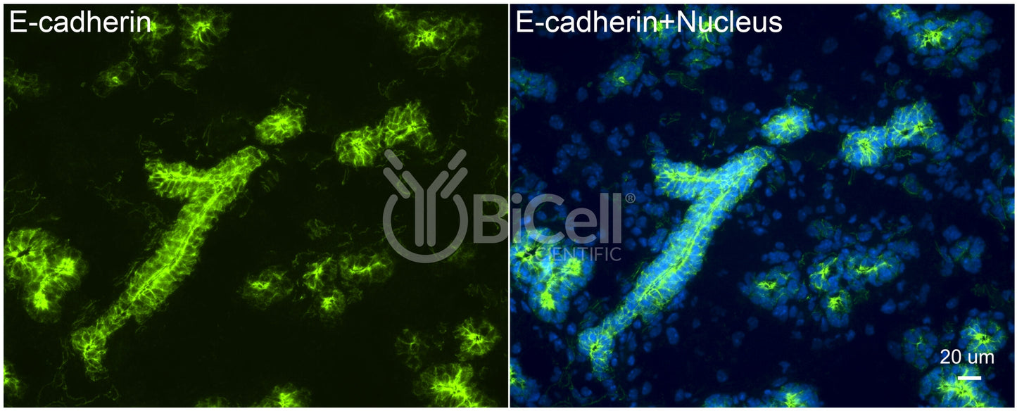 E-cadherin (Cdh1 or CD324) Antibody