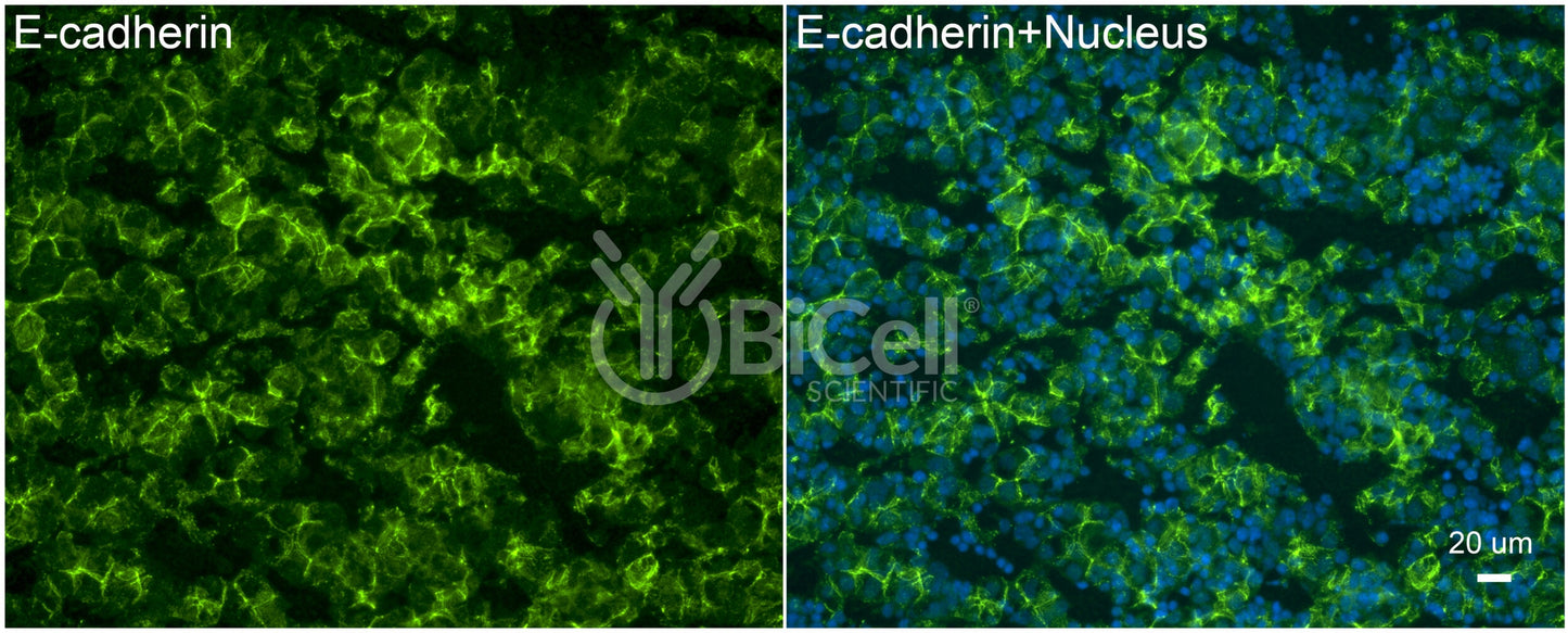 E-cadherin (Cdh1 or CD324) Antibody - FFPE Validated