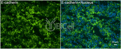 E-cadherin (Cdh1 or CD324) Antibody