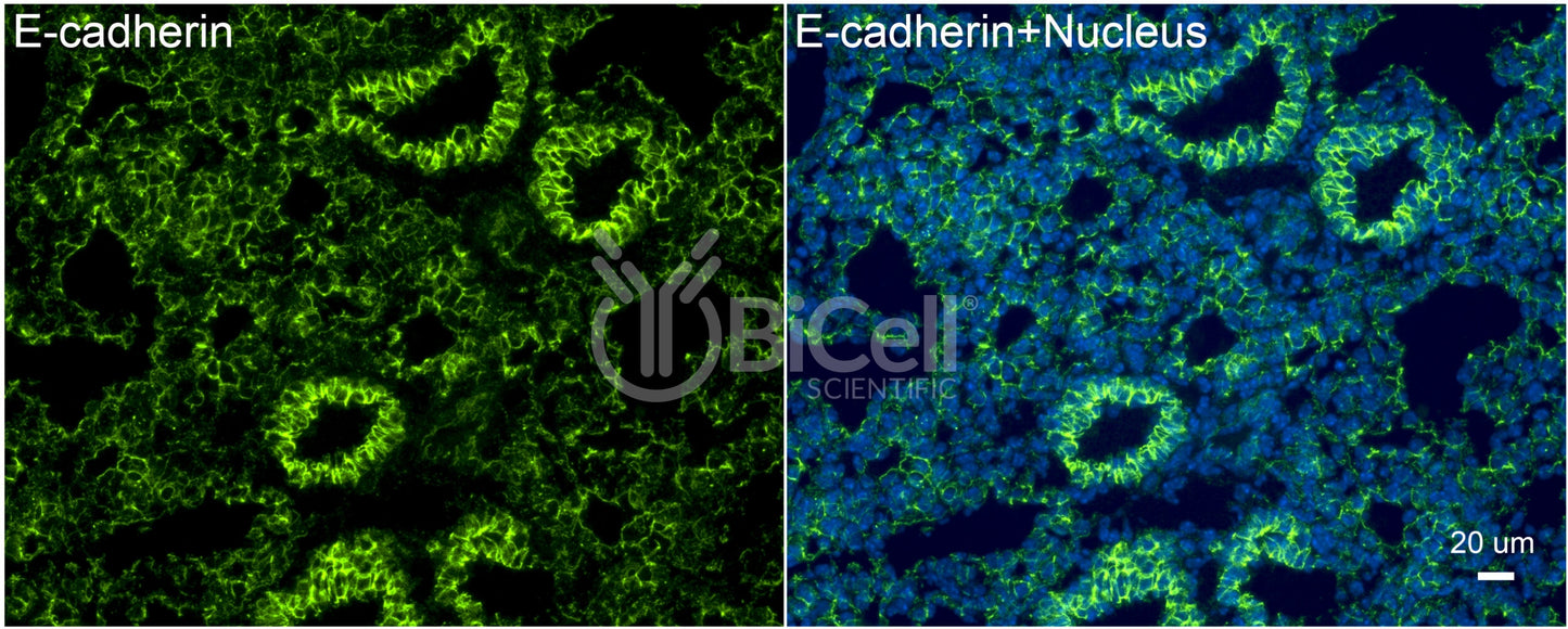 E-cadherin (Cdh1 or CD324) Antibody