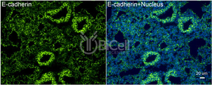 E-cadherin (Cdh1 or CD324) Antibody