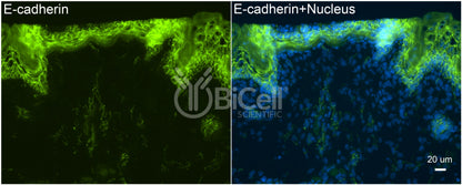 E-cadherin (Cdh1 or CD324) Antibody - FFPE Validated