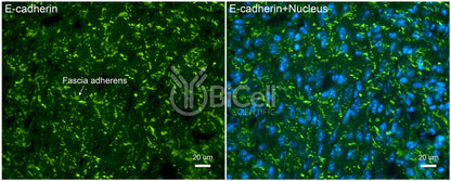 E-cadherin (Cdh1 or CD324) Antibody