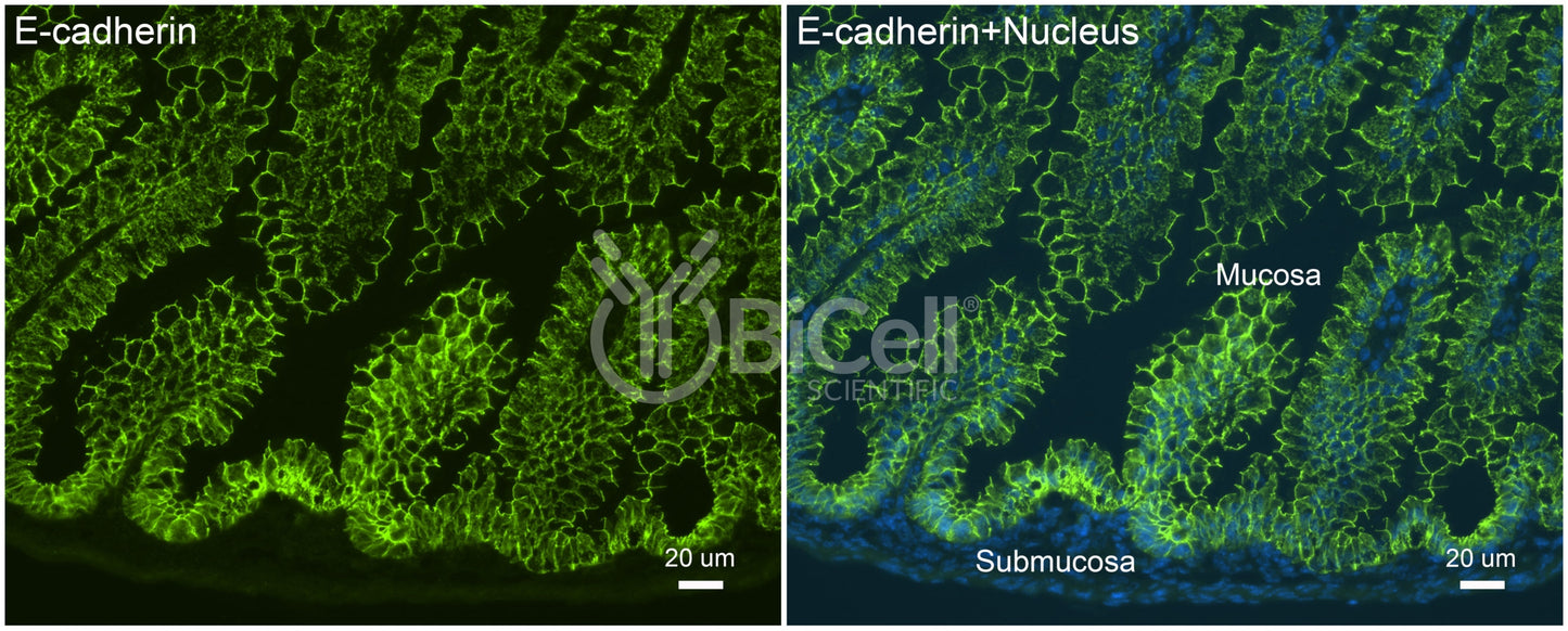 E-cadherin (Cdh1 or CD324) Antibody - FFPE Validated
