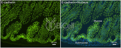 E-cadherin (Cdh1 or CD324) Antibody - FFPE Validated