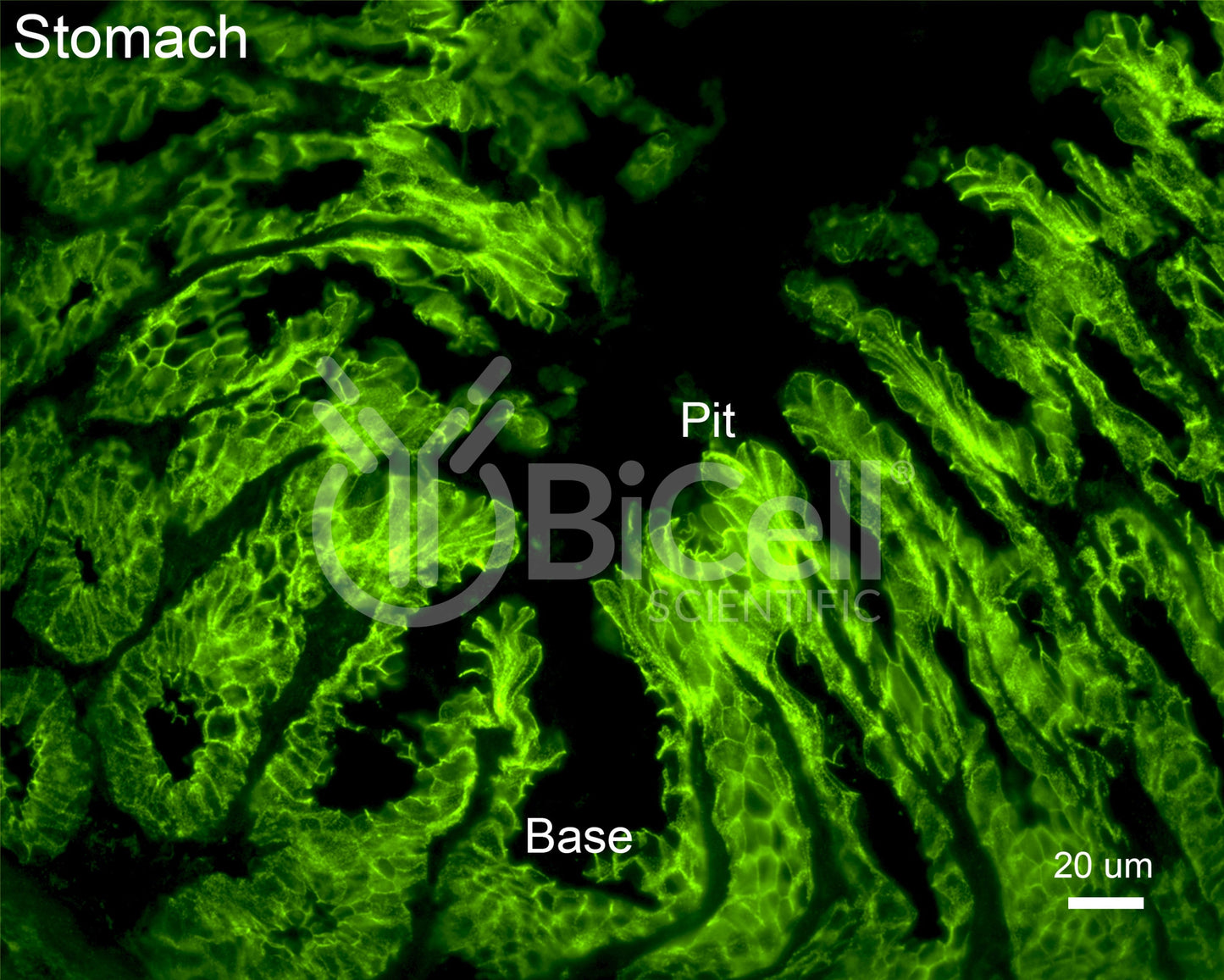 E-cadherin (Cdh1 or CD324) Antibody