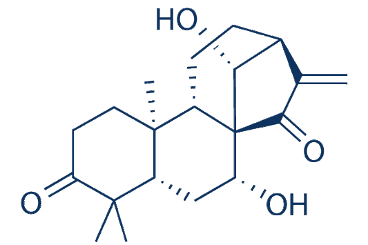 Glaucocalyxin A