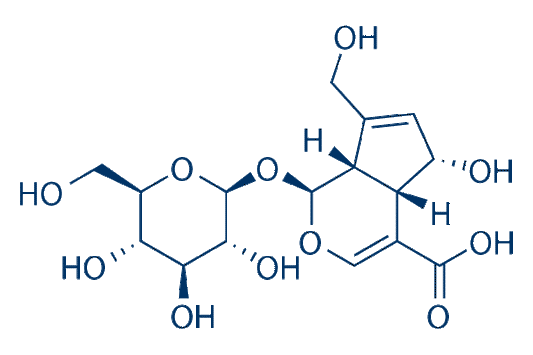 Deacetylasperulosidic acid