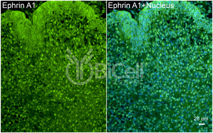 Ephrin A1 (EFNA1) Antibody - Western Blot Validated