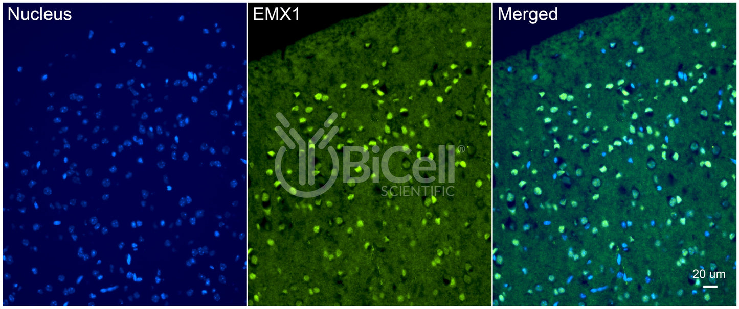 EMX1 Antibody - Western Blot Validated