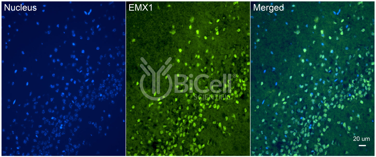 EMX1 Antibody - Western Blot Validated