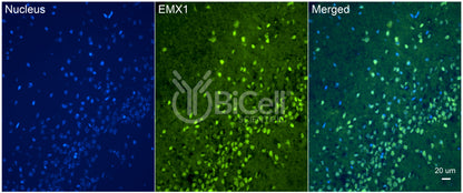 EMX1 Antibody