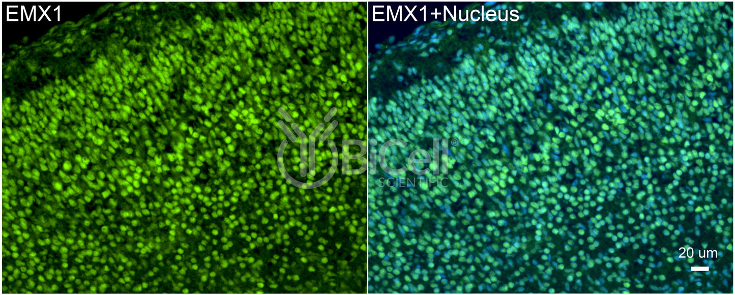 EMX1 Antibody