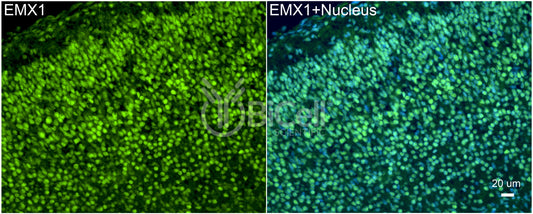 EMX1 Antibody