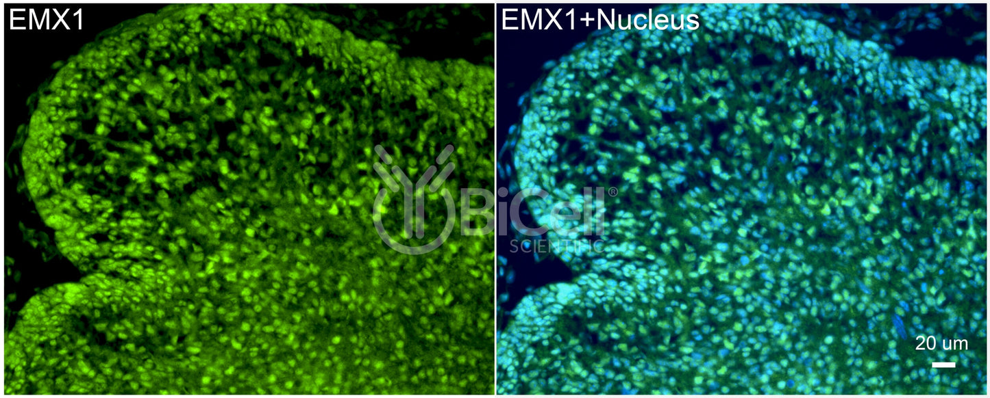 EMX1 Antibody - Western Blot Validated