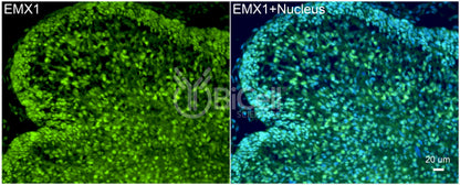 EMX1 Antibody - Western Blot Validated