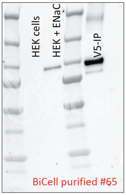 ENaC alpha (Scnn1a) (N-Terminus) Antibody - FFPE Validated