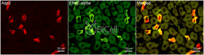 ENaC alpha (Scnn1a) Antibody - FFPE Validated
