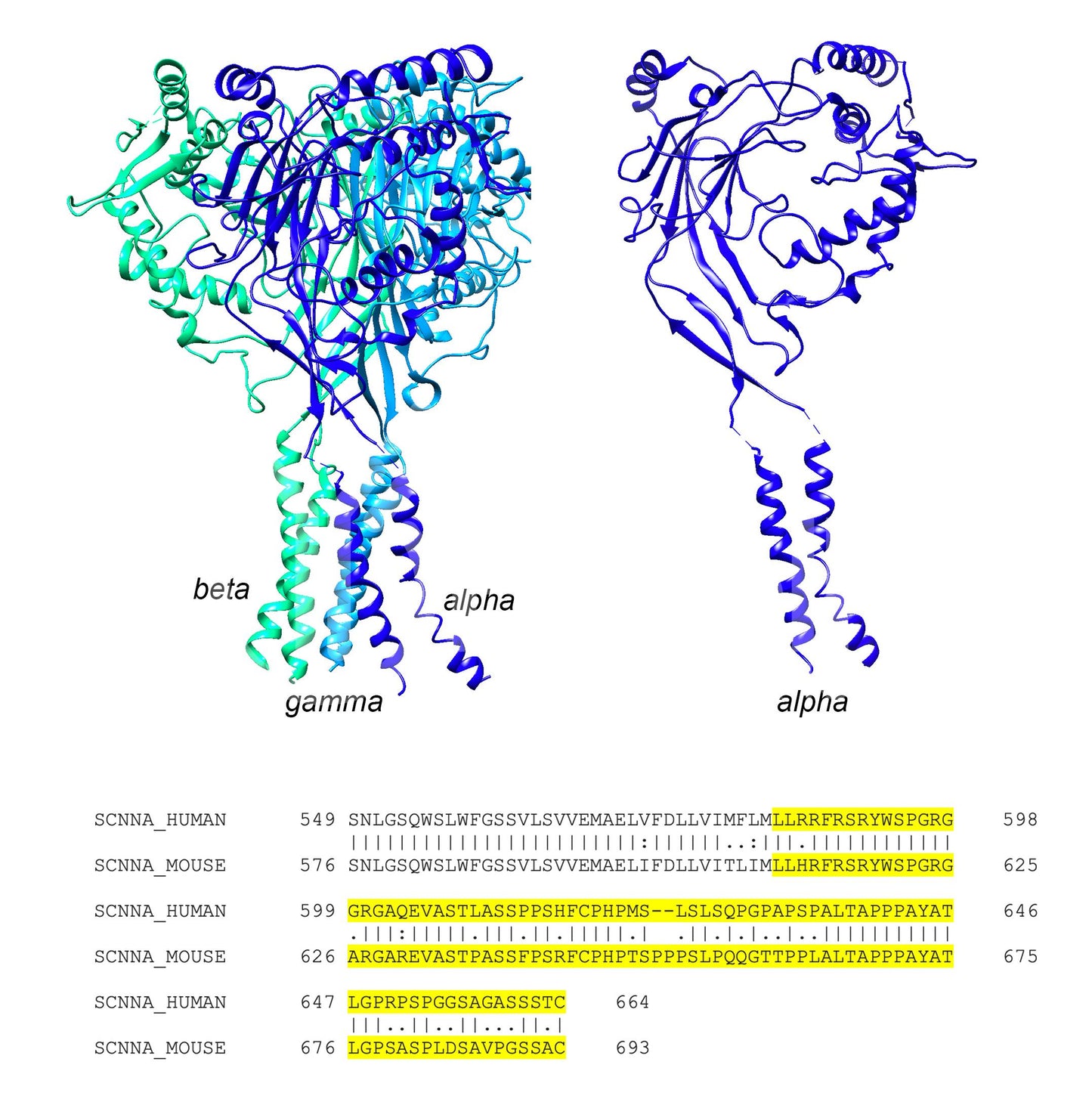 ENaC alpha (Scnn1a) (Human) Antibody - FFPE Validated