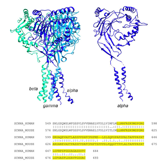 ENaC alpha (Scnn1a) (Human) Antibody - FFPE Validated