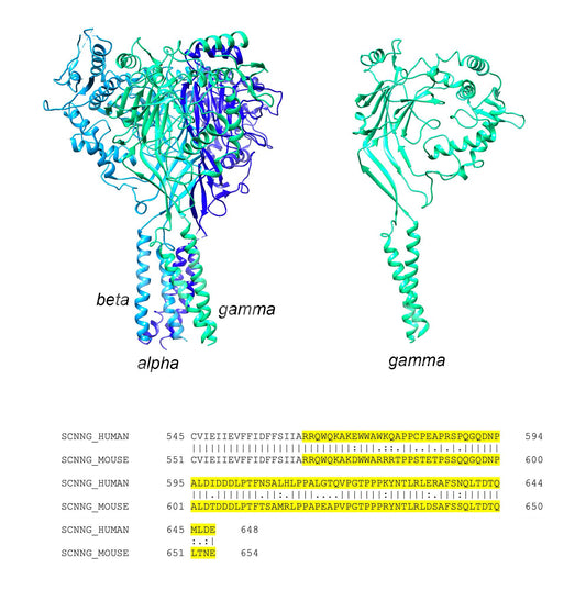 ENaC gamma (Scnn1g) (Human) Antibody - Western Blot Validated