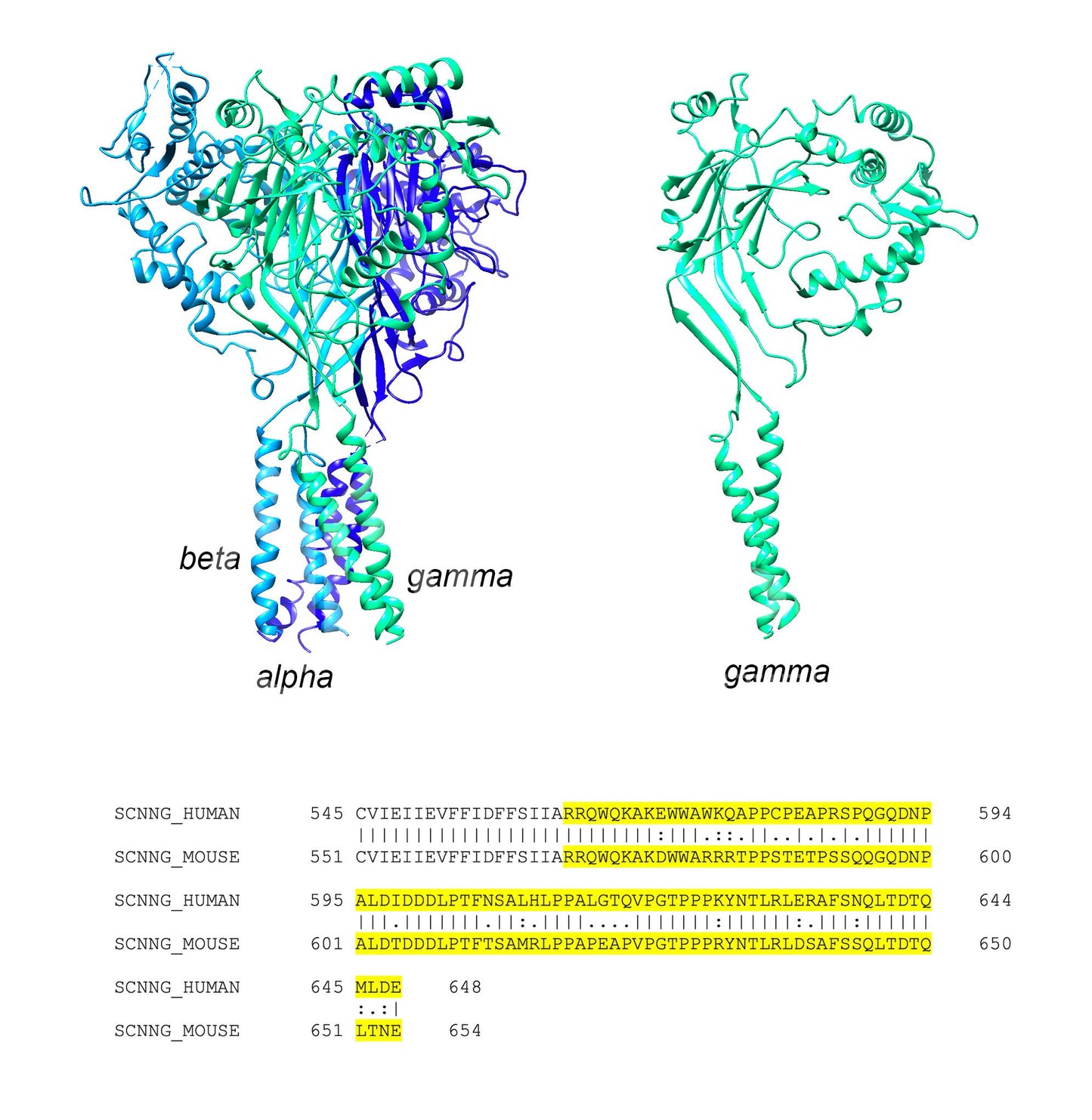 ENaC gamma (Scnn1g) (Human) Antibody