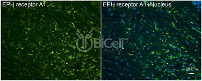 EPH receptor A1 (EPHA1) Antibody - Western Blot Validated
