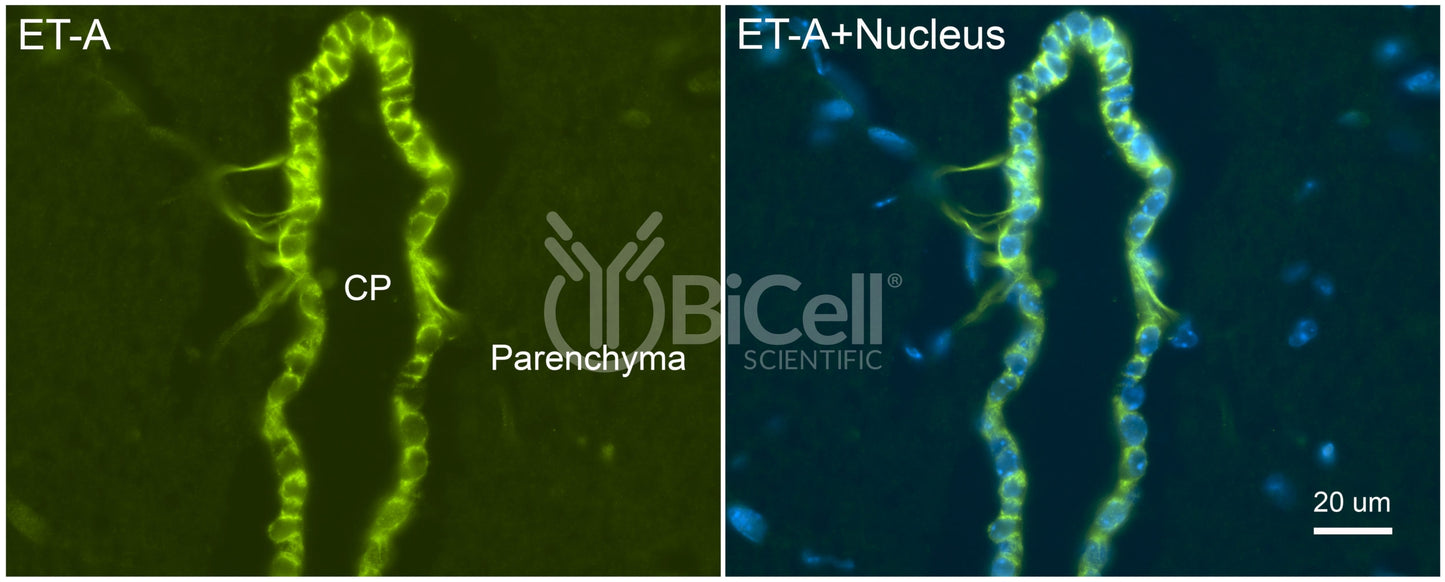 Ednra (ET-A) Antibody