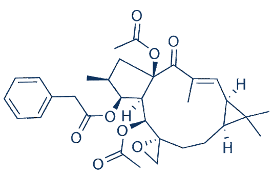 Euphorbiasteroid