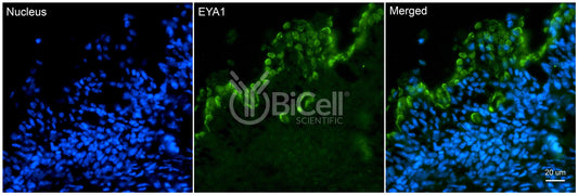 EYA1 Antibody
