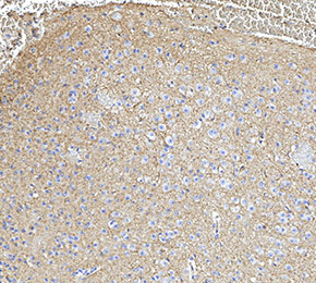 α-Synuclein Antibody