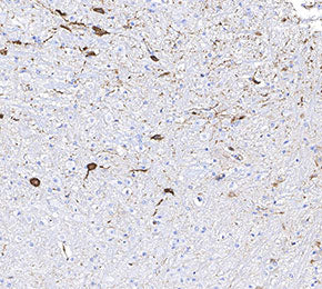 nNOS Antibody