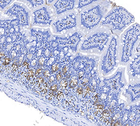 Olfm4 Antibody