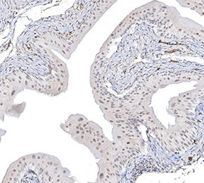 Phospho-c-Jun (Ser63) Antibody
