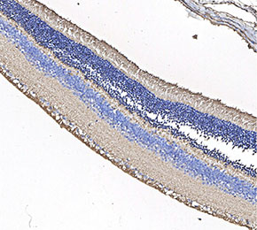Rhodopsin Antibody