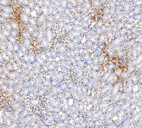 PAX8 Antibody