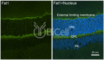 FAT1 Antibody - Western Blot Validated