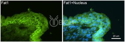 FAT1 Antibody - Western Blot Validated