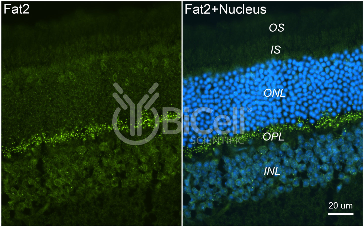 FAT2 Antibody