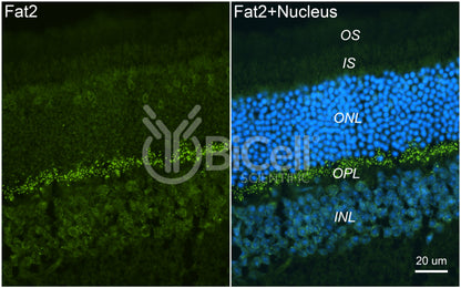 FAT2 Antibody