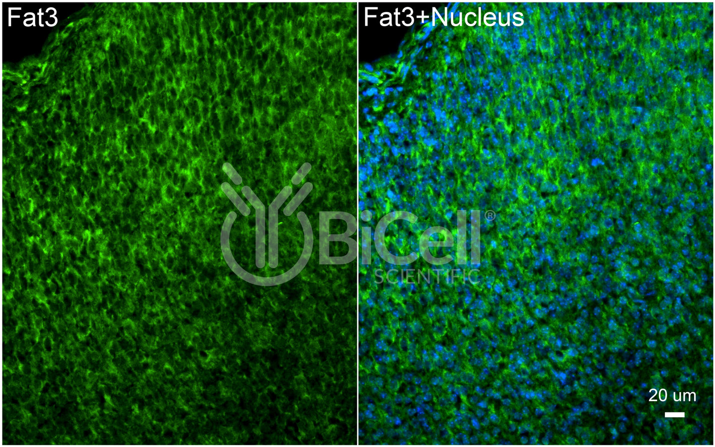 FAT3 Antibody - FFPE Validated