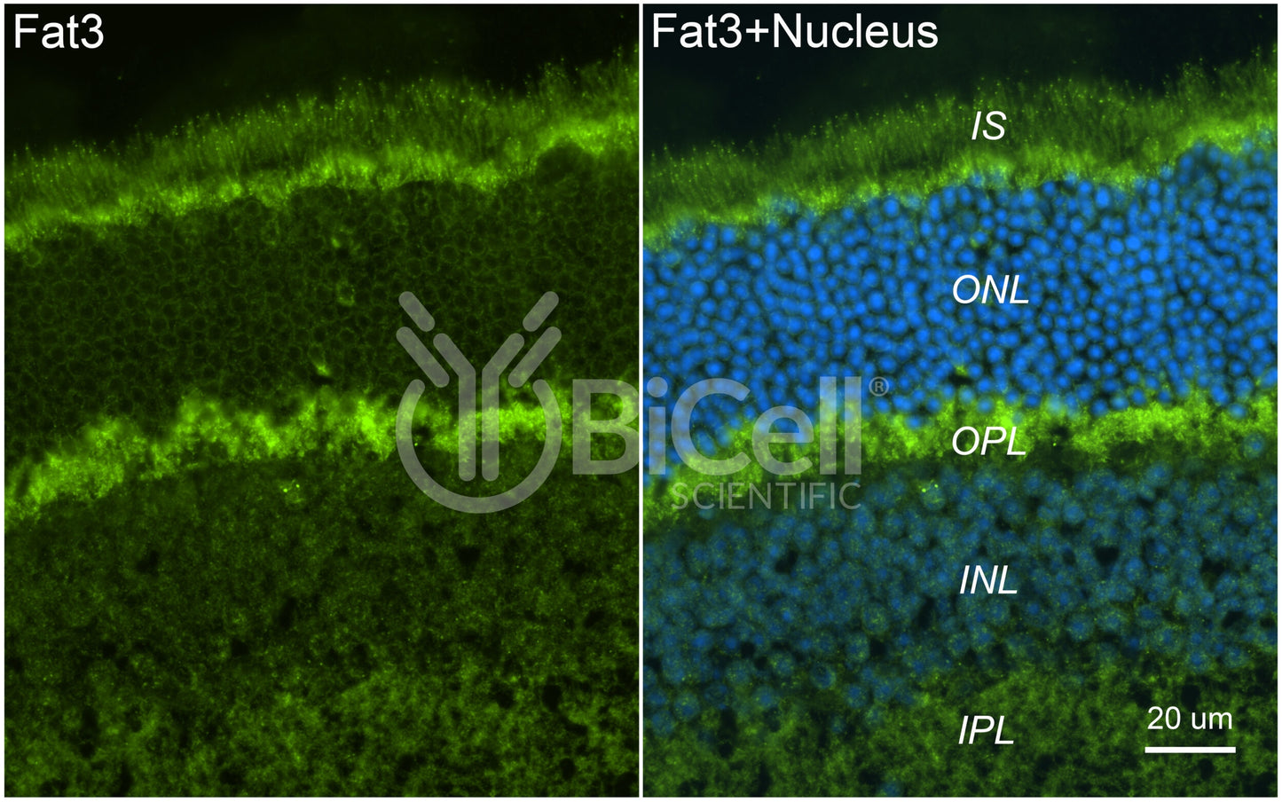 FAT3 Antibody - Western Blot Validated