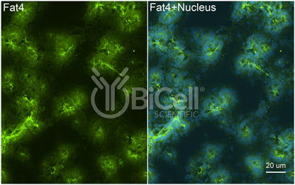 FAT4 (FAT-J or CDHF14) Antibody