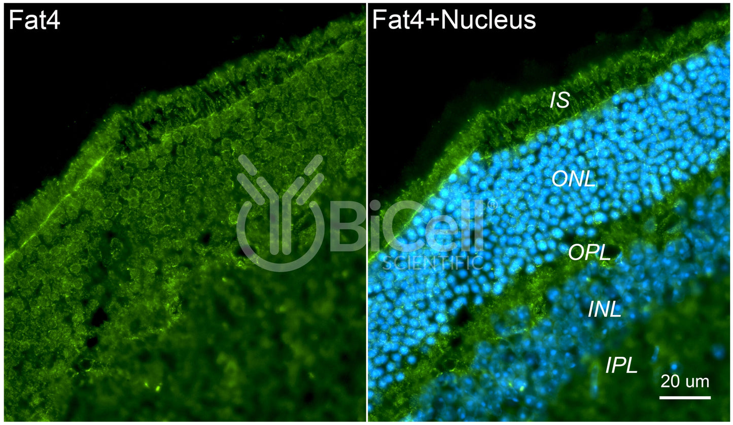 FAT4 (FAT-J or CDHF14) Antibody - Western Blot Validated