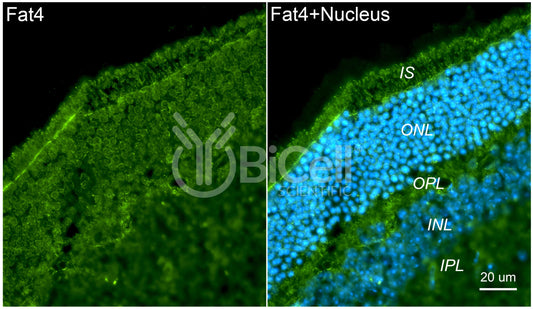 FAT4 (FAT-J or CDHF14) Antibody - Western Blot Validated