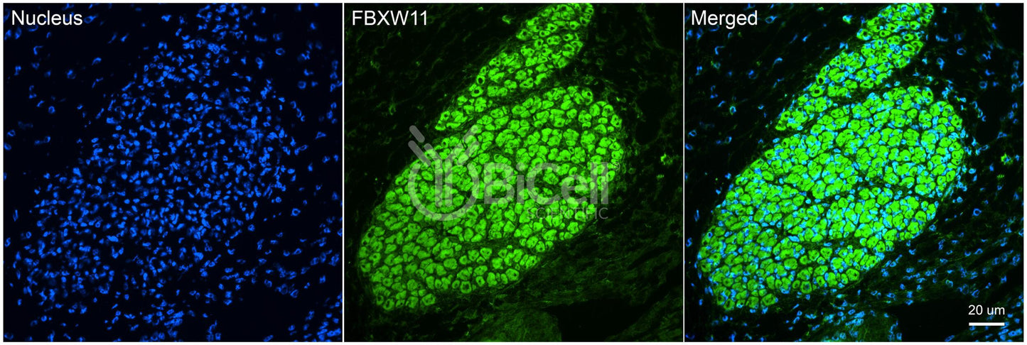 FBXW11 (BTRCP2 or NEDJED) (C-Terminus) Antibody