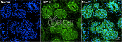 FBXW11 (BTRCP2 or NEDJED) (C-Terminus) Antibody - Western Blot Validated